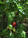 Garden Toms