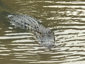 Gator Alert!