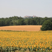 Sunflowers everywhere