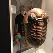 Best Trilobite Collection