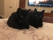 Sister Cats